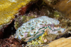 Side view of a Lettuce Slug showing the beautiful colors ... by Patrick Reardon 
